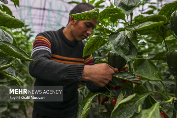 Harvesting bell peppers in Khuzestan province
