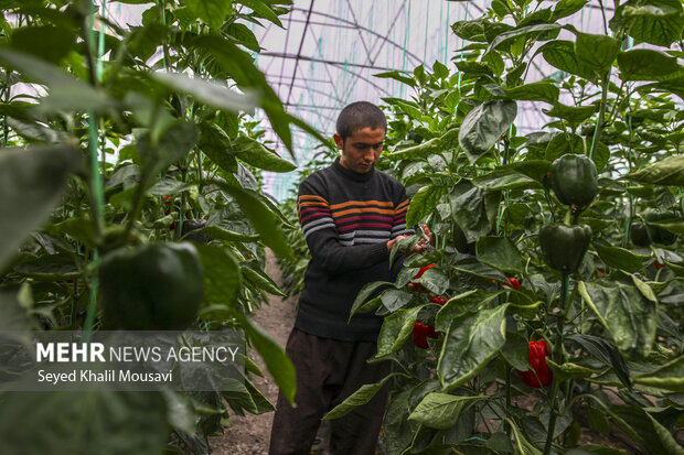 برداشت فلفل دلمه ای رنگی