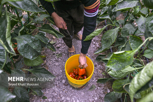 برداشت فلفل دلمه ای رنگی