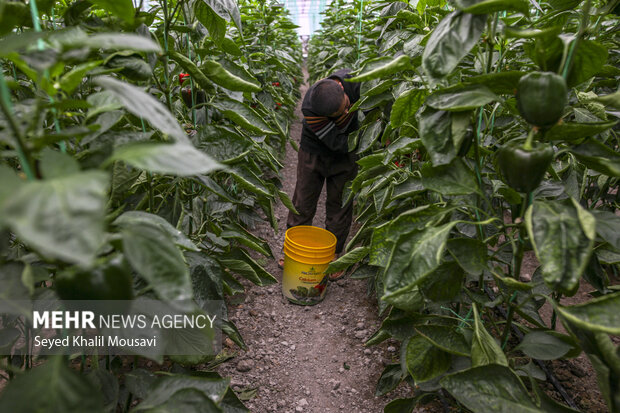 Harvesting bell peppers in Khuzestan province
