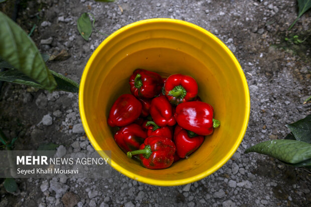 برداشت فلفل دلمه ای رنگی