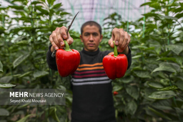 برداشت فلفل دلمه ای رنگی