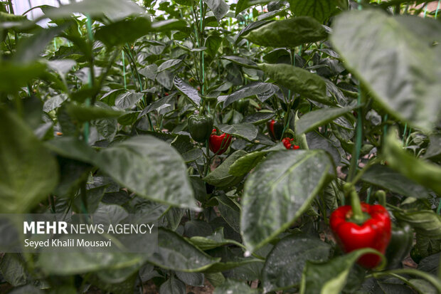 برداشت فلفل دلمه ای رنگی