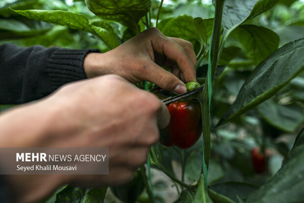 برداشت فلفل دلمه ای رنگی