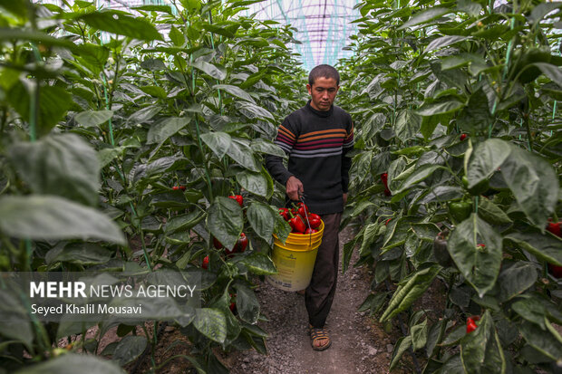 برداشت فلفل دلمه ای رنگی