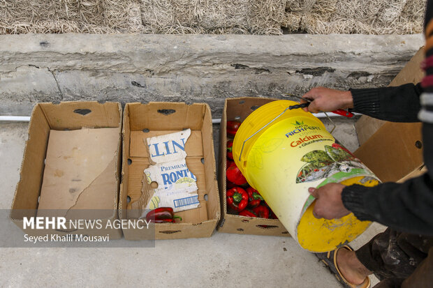 برداشت فلفل دلمه ای رنگی