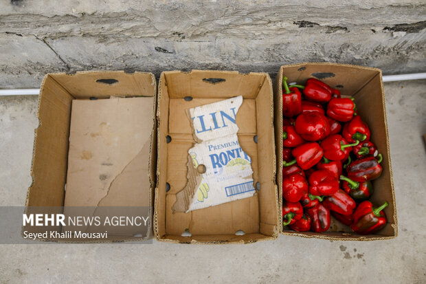 برداشت فلفل دلمه ای رنگی