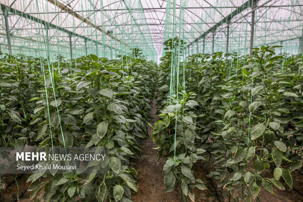 Harvesting bell peppers in Khuzestan province
