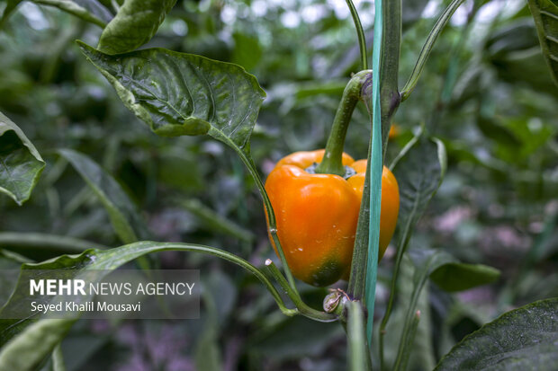 برداشت فلفل دلمه ای رنگی