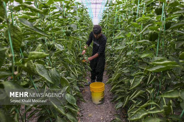 برداشت فلفل دلمه ای رنگی