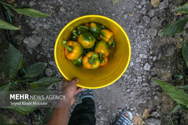 برداشت فلفل دلمه ای رنگی