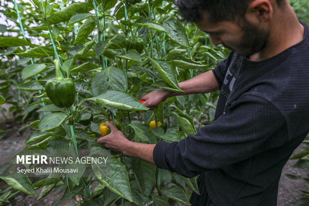 Harvesting bell peppers in Khuzestan province
