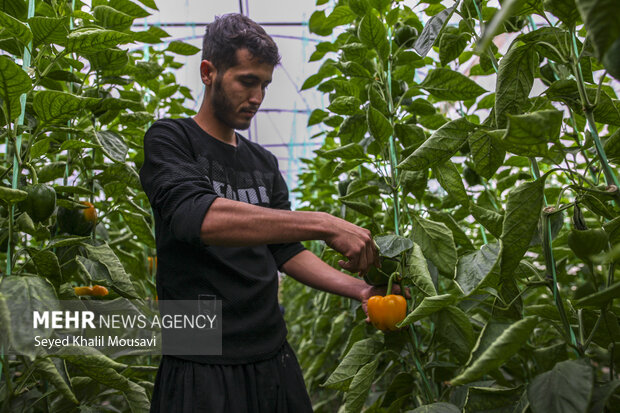 Harvesting bell peppers in Khuzestan province
