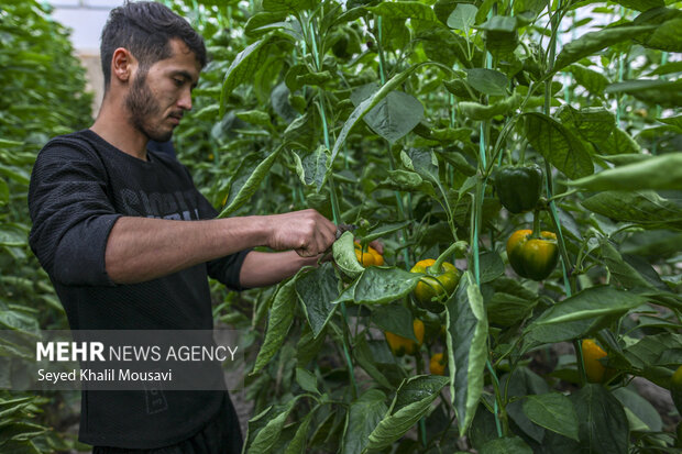 Harvesting bell peppers in Khuzestan province
