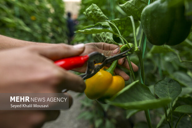 Harvesting bell peppers in Khuzestan province
