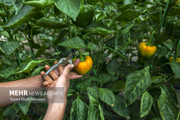برداشت فلفل دلمه ای رنگی