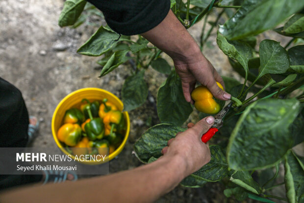 Harvesting bell peppers in Khuzestan province
