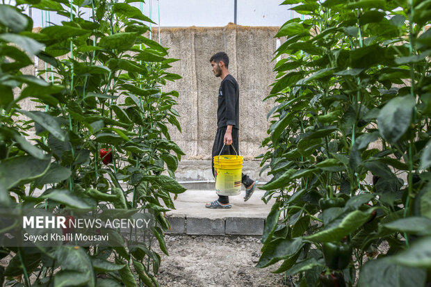 برداشت فلفل دلمه ای رنگی