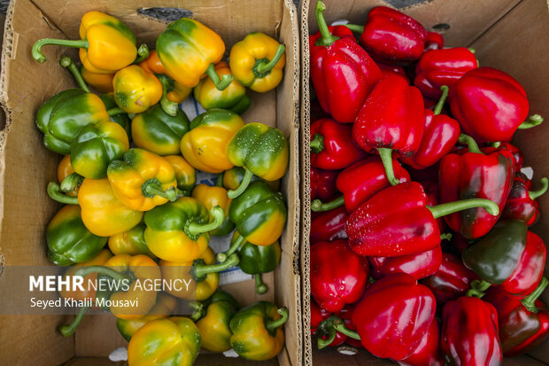 برداشت فلفل دلمه ای رنگی