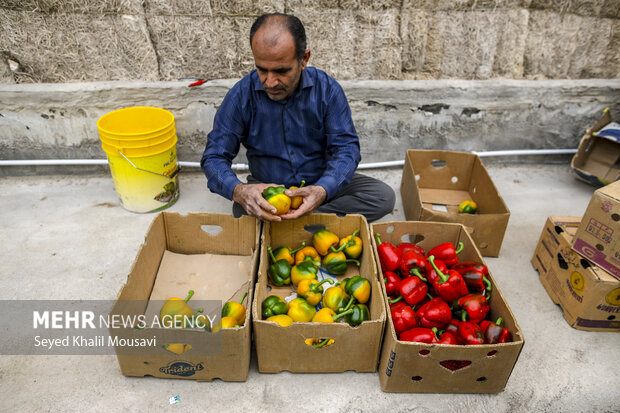 برداشت فلفل دلمه ای رنگی