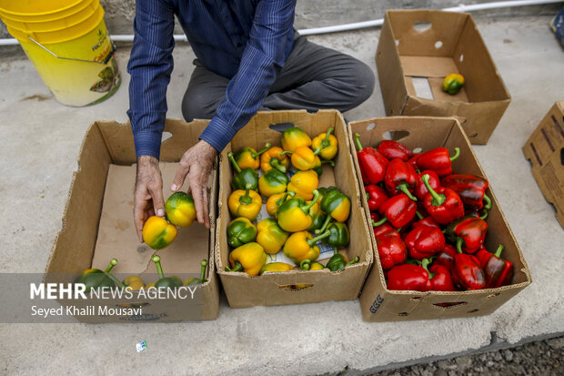 Harvesting bell peppers in Khuzestan province
