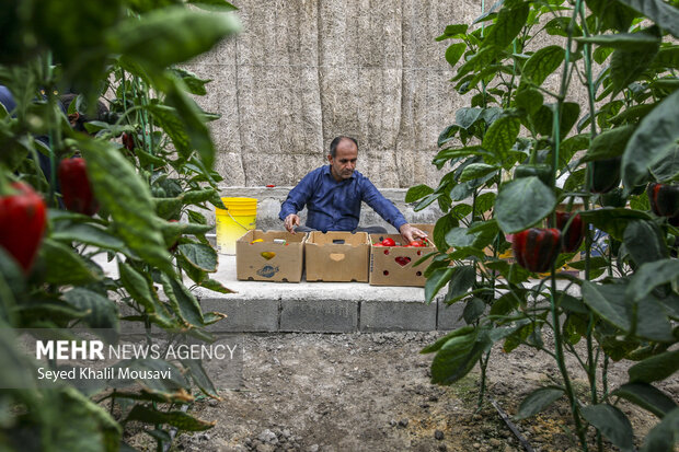 Harvesting bell peppers in Khuzestan province
