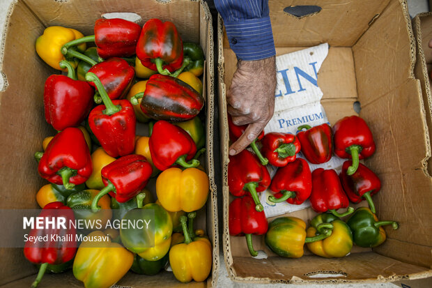 Harvesting bell peppers in Khuzestan province
