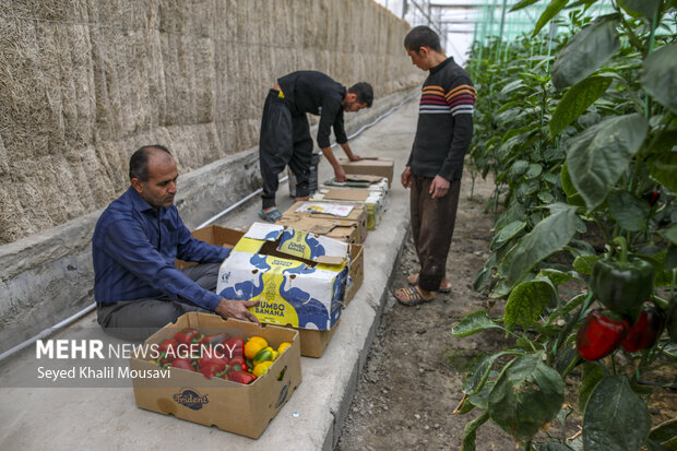 Harvesting bell peppers in Khuzestan province
