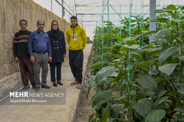 برداشت فلفل دلمه ای رنگی