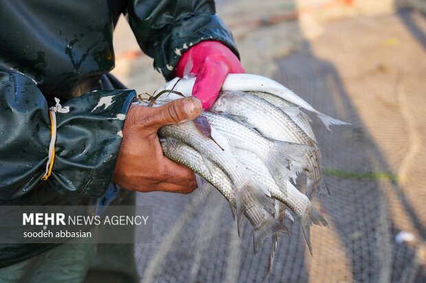 رشد ۱۹۰ درصدی تولید ماهیان گرم آبی در گیلان