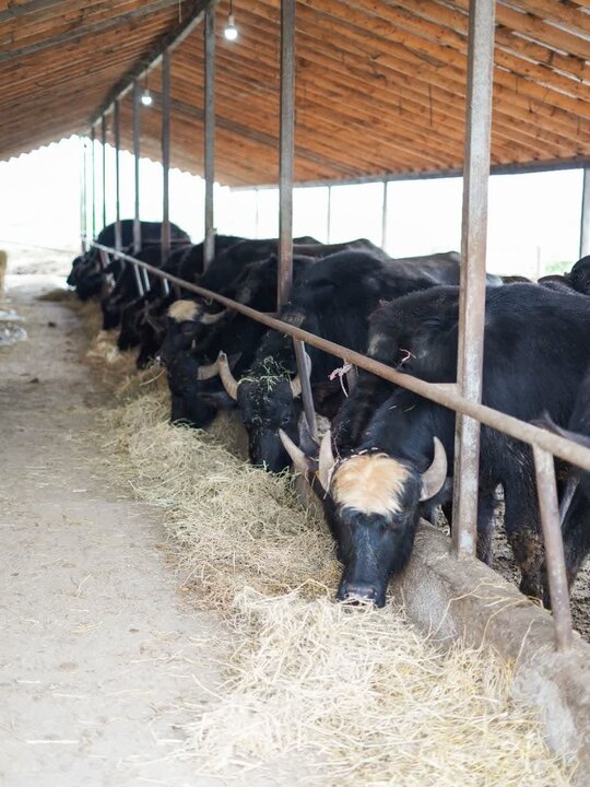 روایت کارآفرینی بانوی جنوبی در گیلان