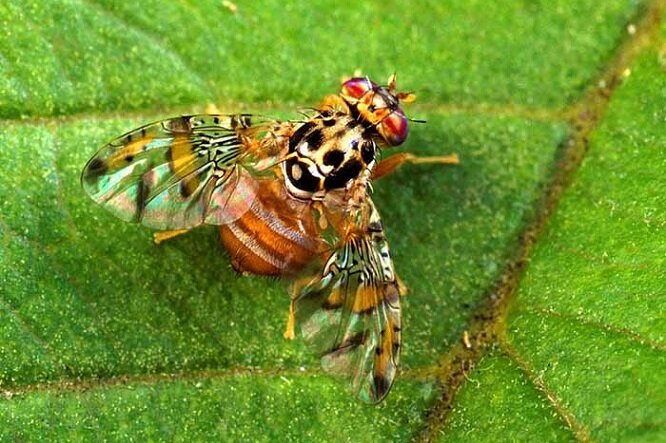 طغیان آفت مگس انبه در باغهای مرکبات استان بوشهر طغیان آفت مگس انبه در باغهای مرکبات استان بوشهر