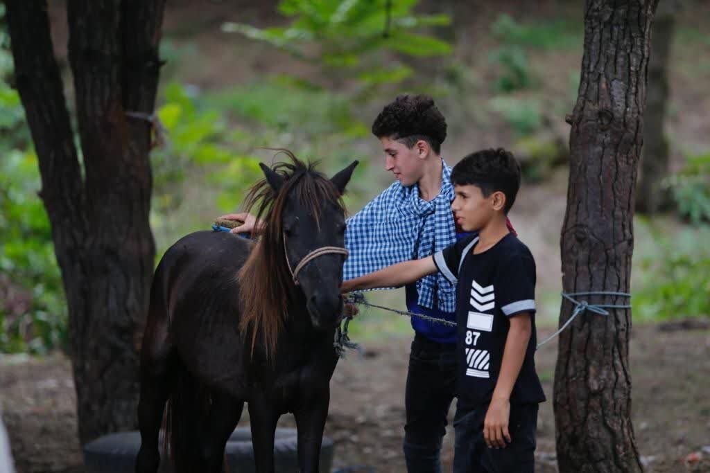 İran atlarını tanıyalım