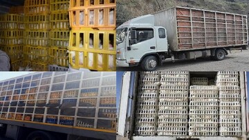 کامیون‌های حامل مرغ زنده بدون مجوز حمل در خرم‌آباد توقیف شدند