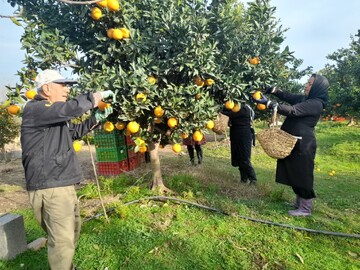 گلایه مندی باغداران رودسری از افزایش هزینه‌ها/ سود کشاورزان به جیب دلالان می رود