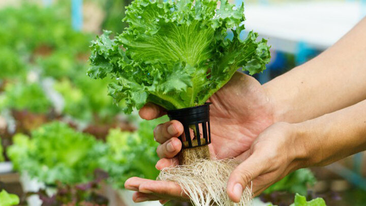 چگونه نانوحباب به سلامتی ریشه‌های گیاه کمک می‌کند