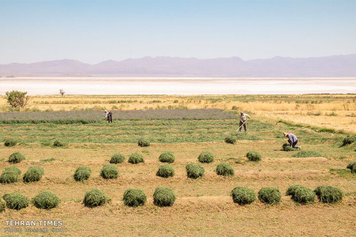 Disturbing dryness of Lake Urmia