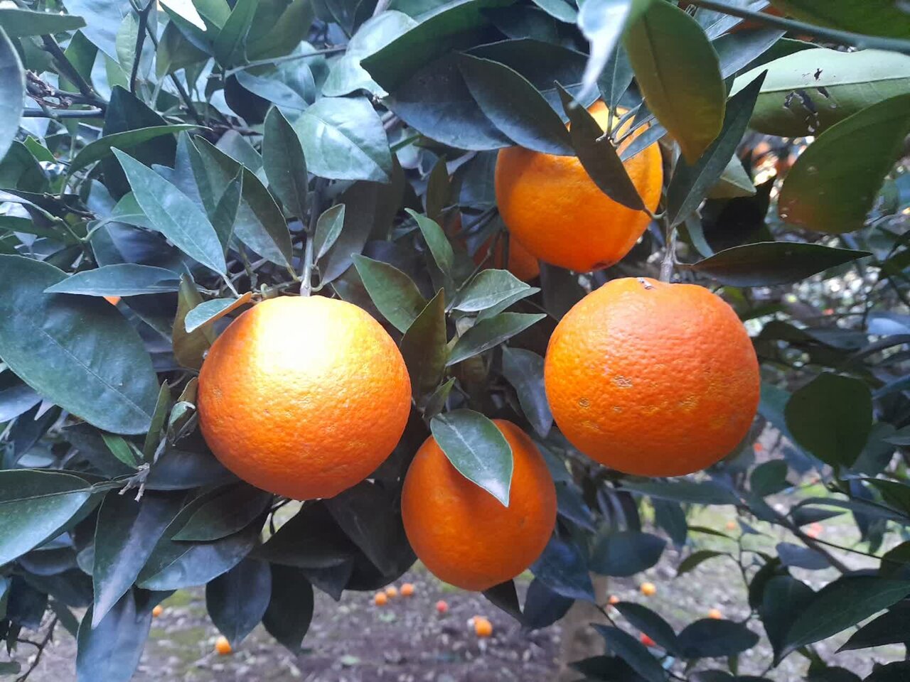 گلایه مندی باغداران رودسری از افزایش هزینهها