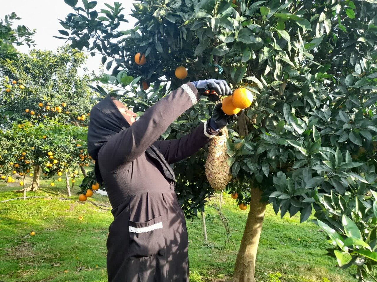 گلایه مندی باغداران رودسری از افزایش هزینه‌ها