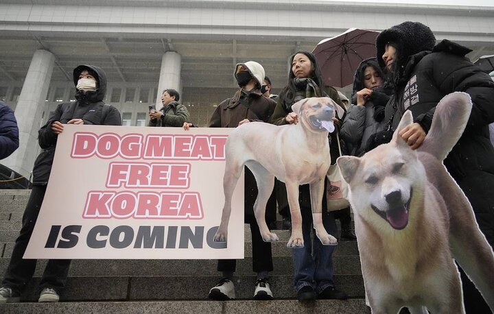 پارلمان کره جنوبی گوشت سگ را ممنوع کرد