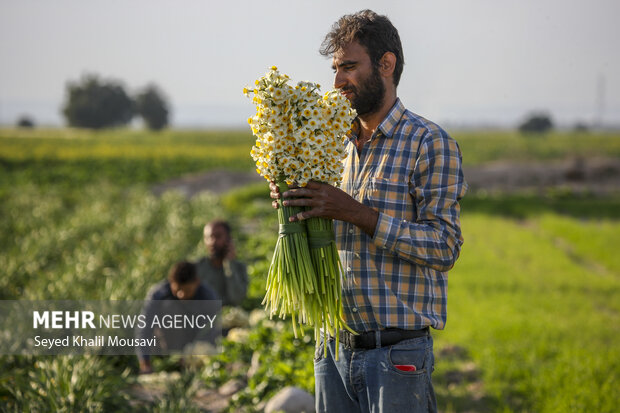 برگزاری جشنواره ملی «گل نرگس» بهبهان