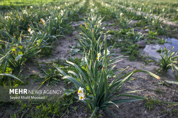 ادب فارسی و گلهایی که آن را آراستهاند؛ کدام گل در ادب فارسی «گل» است
