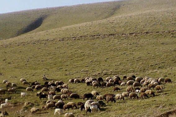 ضرب الاجل ۴۵ روزه برای گلخانه ۱۰۰ هکتاری شیروان؛ تعلل ۶ساله پیگیری شود