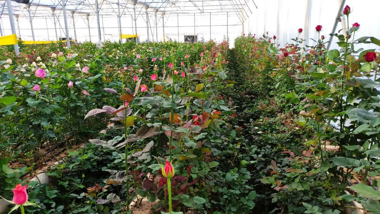 پایتخت گل در انتظار فناوری نوین/مکانیابی غلط به مشکلات دامن زد