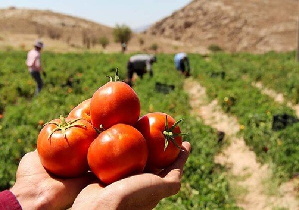 گوجه‌فرنگی روی دست کشاورزان آبدانی ماند/ لزوم اصلاح تعرفه صادرات