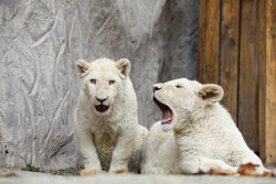 African white lions in Eram Zoo