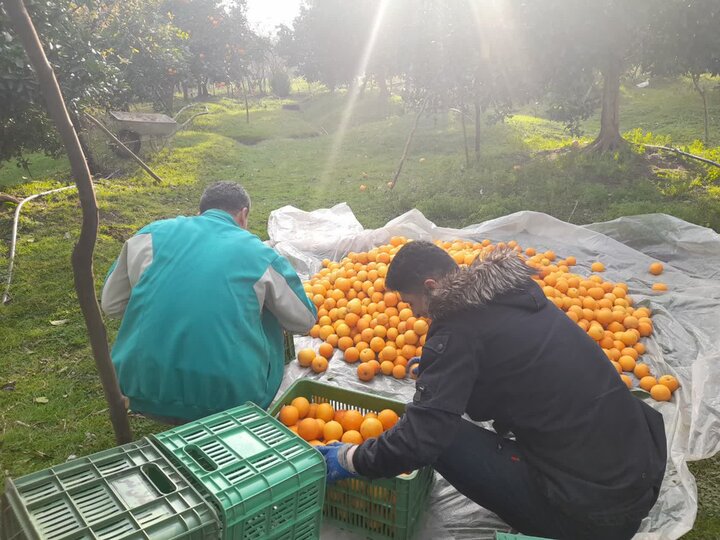 گلایه مندی باغداران رودسری از افزایش هزینهها