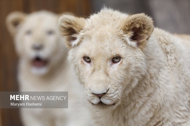 دو توله شیر آفریقایی از موالید نسل دوم دنا و هیر که سال ۹۸ از آفریقای جنوبی توسط یکی از باغ وحش های کشور و از مبادی قانونی وارد شدند،اکنون حدود ۹ ماه دارند و در باغ وحش ارم نگهداری می شوند. نام گذاری این توله ها طی فراخوانی که از ماه گذشته صورت گرفته بود، هفته جاری از بین نظرات و آرای مردم انجام میشود