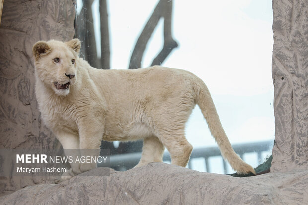 دو توله شیر آفریقایی از موالید نسل دوم دنا و هیر که سال ۹۸ از آفریقای جنوبی توسط یکی از باغ وحش های کشور و از مبادی قانونی وارد شدند،اکنون حدود ۹ ماه دارند و در باغ وحش ارم نگهداری می شوند. نام گذاری این توله ها طی فراخوانی که از ماه گذشته صورت گرفته بود، هفته جاری از بین نظرات و آرای مردم انجام میشود