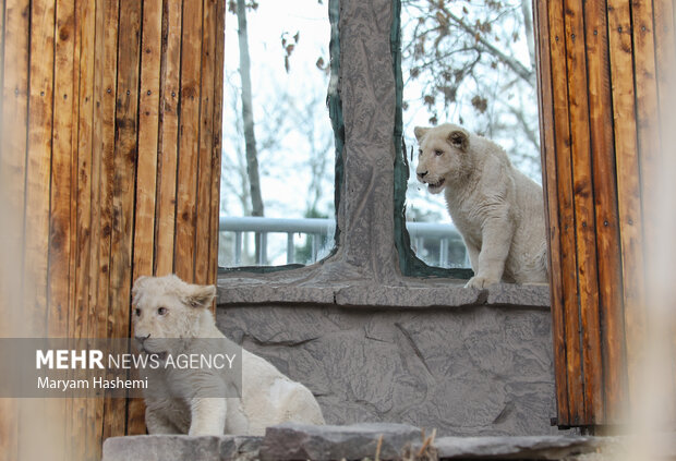 دو توله شیر آفریقایی از موالید نسل دوم دنا و هیر که سال ۹۸ از آفریقای جنوبی توسط یکی از باغ وحش های کشور و از مبادی قانونی وارد شدند،اکنون حدود ۹ ماه دارند و در باغ وحش ارم نگهداری می شوند. نام گذاری این توله ها طی فراخوانی که از ماه گذشته صورت گرفته بود، هفته جاری از بین نظرات و آرای مردم انجام میشود